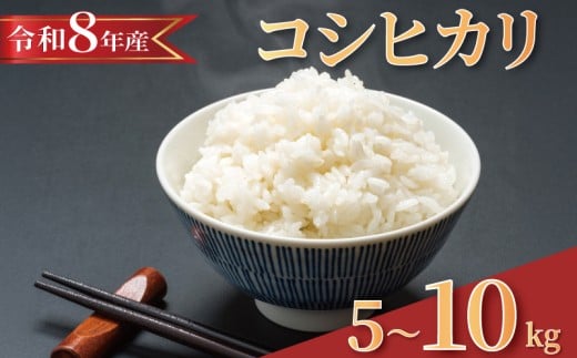 ytszy 2026N8 z ߘa8NY V  RVqJ Iׂ 5kg / 10kg   V 2026 8NY    R CX  ͂  Ђ _ 8 