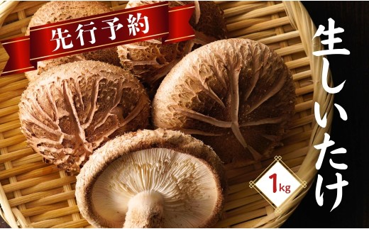 先行予約・大分県産 生しいたけ】椎茸 大分県産 しいたけ 津久見で育て