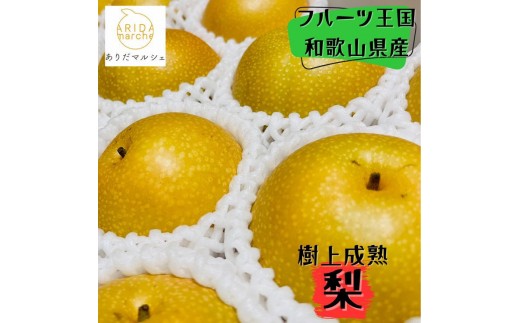 ya̎RxRza̎R̎㐬n 4kgi12`15ʁj 2026N8{`9{\| s\ ʕ t[c ÂmMS129n