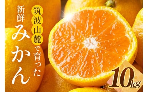 【茨城県石岡市】筑波山麓で育った新鮮ミカン10kg みかん ミカン フルーツ 果物 くだもの 茨城県 石岡市 A42-002
