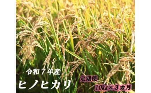 ymޔz120901 yցz qmqJ10kg (5kg×2)  yR͂z ߘaVNY  10kg  Ђ̂Ђ      R qmqJ  _ /m ޔ