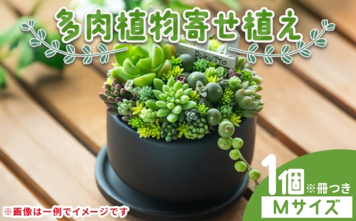 寄せ植え】多肉植物 多肉 1個 Mサイズ - 多肉植物 鉢植え 多肉 植物