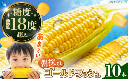 先行予約】ゴールドラッシュ とうもろこし10本【遠藤ファーム】開成町