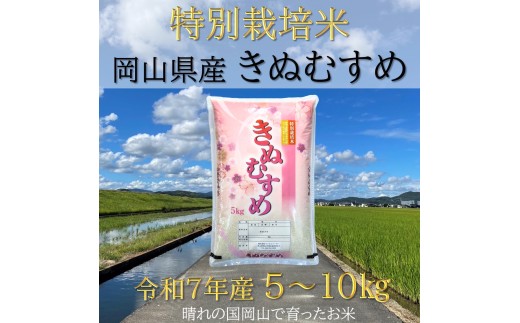 Ef-5 【お米 特別栽培米 特Aランク】岡山県産「きぬむすめ」10kg（令和 