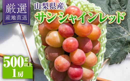 2026年発送＞サンシャインレッド1房(500g以上)【1613539】 - 山梨県