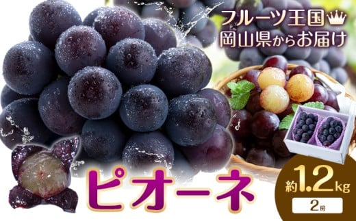 yRszy2026Ns\zԂǂ sI[l 1.2kg 2[ 肨_s2026N9{-10{oׁtR s  Ԃǂ t[c ʕ  fU[g yz