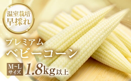 ymcszs\񁄉͔| ̂ v~A  xr[R[1.8kgȏ 20{~25{ M`LTCY R[ OR[ Ƃ낱 gERV { \ Seaside Agriculture