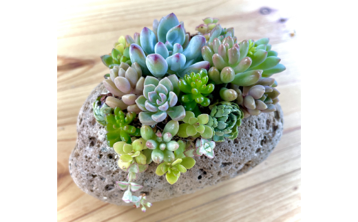 多肉植物のミニ寄せ植え 5個セット - 長野県安曇野市｜ふるさと