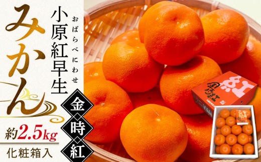 11月下旬頃～発送】小原紅早生みかん 金時紅 約2.5kg 化粧箱入 - 香川