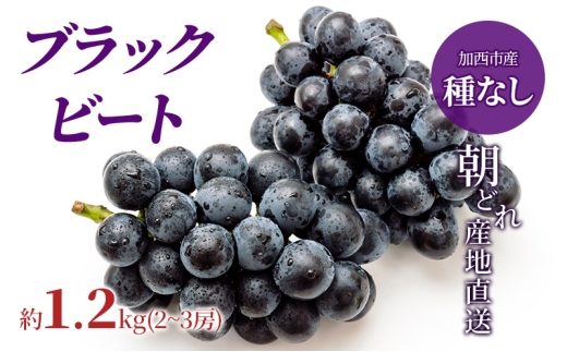 【兵庫県加西市】【令和8年産】ブラックビート 2〜3房 セット  ぶどう 種無し 皮ごと 兵庫県産 大粒 農家直送 果物 果物類 フルーツ デザート ブドウ 詰め合わせ 甘い 粒 糖度 巨峰