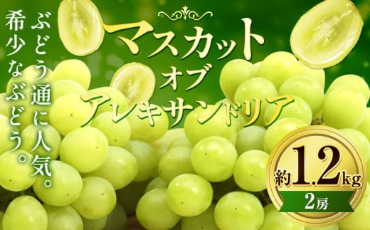 yRszy2026Ns\z}XJbgEIuEALThA  1.2kg (2[) ڔ_ s2026N9{-10{oׁt}XJbg  R s }XJbg Ԃǂ t