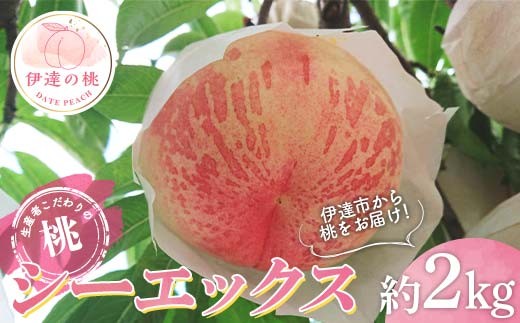 yɒBszy2026Noוs\zY V[GbNX 2s (5`6) 勴ӂ[  ł ɒB̓  t[c ʕ   momo F20C-782