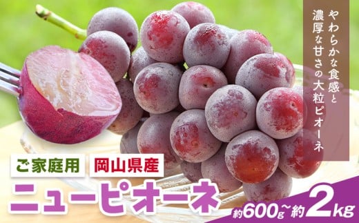 【岡山県浅口市】【2026年先行予約】岡山県産 ご家庭用 ニューピオーネ詰合せ 選べる 計600g〜2kg 株式会社はちや《2026年8月下旬-9月下旬頃出荷》岡山県 浅口市 ぶどう 葡萄 フルーツ ギフト
