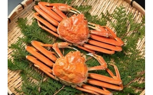 y挧ĎqszZ^[݂⁄tɁi{CjSOO`TOO×QyIiz