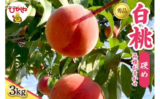 【山形県東根市】2026年産 白桃 品種おまかせ(硬め) 秀品 3kg hi097-004