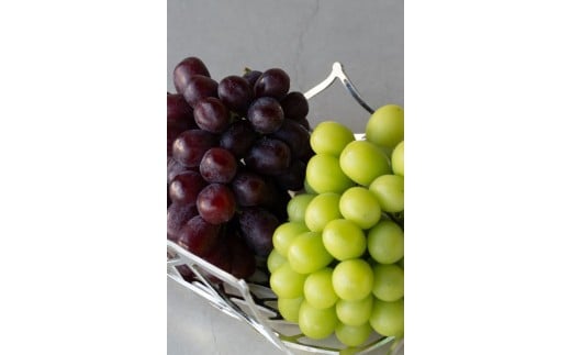 y쌧{szystF2026Nz{sRӎY@VC}XJbgExm̋P@eP[iPLȏj  VC}XJbg NC[[WR xm̋P Ԃǂ uhE 