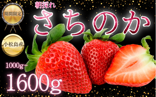 yszy2026N2{z@̂  1kg~1.6kg  C`S Xgx[ strawberry t[c ʕ { ʌ Ԍ Yn ichigo s