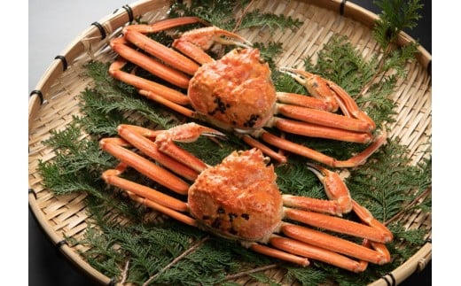 y挧ĎqszZ^[݂⁄tɁi{CjUOO`VOO×QyIiz