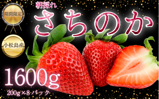 yszy2026N2{z@̂  1.6kgi200g×8j  C`S Xgx[ strawberry t[c ʕ { ʌ Ԍ Yn ichigo s