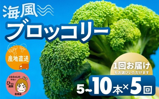 ymLszs\ubR[ L Y ~lՂ C  Ƒ e L Ƃ̂₳yIׂ{E͂񐔁z5{ 10{ őlCI 