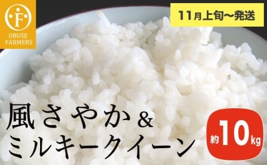 y쌧z{z₩~L[NC[ Hה 10kg m Ԃt@[}[Y n  R    쌧Y 2  y2025N11{`zmFK-31n