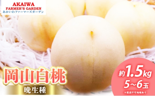 【岡山県赤磐市】桃 2026年 先行予約 岡山の 白桃 (晩生種) 約1.5kg 5〜6玉 もも 岡山県 赤磐市産 フルーツ 果物 あかいわファーマーズガーデン