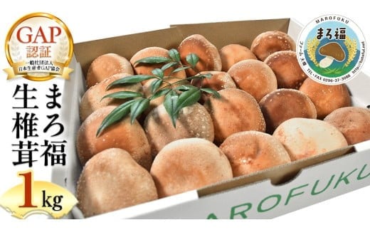 y錧}szy t@[唨 z ܂땟ő 1kg ő  GAPK W[V[ r^~D t_ OAj_ VO^~_ apX^ X` uߕ ώ am [AK004ci]