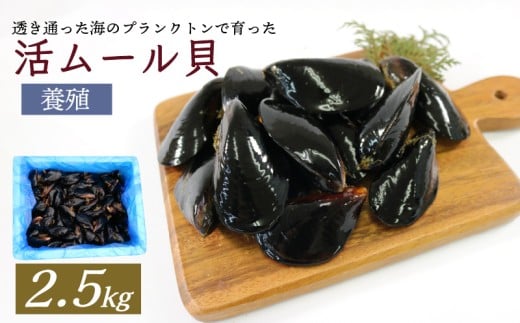 【岩手県大船渡市】期間限定 活ムール貝 2.5kg 貝 むーるがい 季節限定 活 ムール貝 養殖 限定 貝類 三陸産 パエリア 蒸し パスタ 酒蒸し ピザ 海鮮 殻付き 新鮮 国産 大船渡市 岩手県 魚介 冷