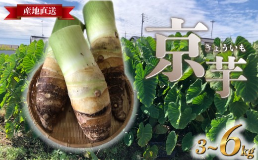 【埼玉県羽生市】たけのこ芋 京芋 3~6kg 数量限定 期間限定 野菜 里芋 八つ頭 筍芋 京いも 産地直送 埼玉県 羽生市