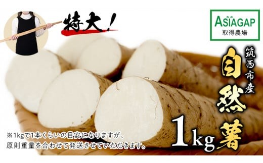 �y��錧�}���s�zASIAGAP�F�ؔ_�� �� ���R�� 1kg ��錧 �}���s�Y ���˂񂶂� �R�� �� �C�� ���� �Ƃ�� �R�� ASIAGAP [DD001ci]