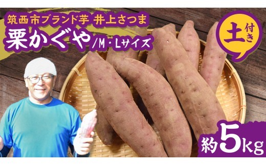 y錧}szy 悵̂ z コ u I v MELTCY 5kg ( yt ) uh n ܂   Ă   ܂؂悵 [DX031ci]