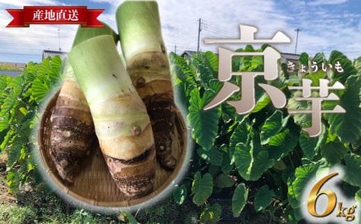 【埼玉県羽生市】たけのこ芋 京芋 6kg 数量限定 期間限定 野菜 里芋 八つ頭 筍芋 京いも 産地直送 埼玉県 羽生市