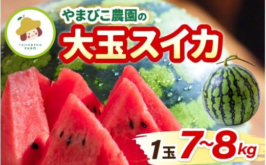 y䌧szys\z܂т_̑ʃXCJ 1 (7~8kg) y2026N6{ȍ~\z yXCJ Z  fU[g ʕ   W[V[ x  O