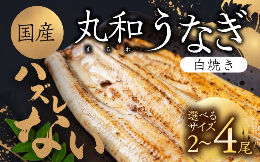 【愛知県豊橋市】ハズレない 国産 うなぎ 白焼き 2尾 4尾 選べる サイズ 国産うなぎ 鰻 厳選 ウナギ かば焼き 丑の日 高級 贅沢 ご褒美 特産品 ふっくら お取り寄せ うな重 うな丼 ひつまぶし