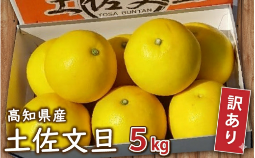 【高知県須崎市】【 訳あり 】 土佐文旦 5kg 2026年2月より発送 高知県産 柑橘 フルーツ 文旦 ぶんたん ブンタン 果物 みかん 蜜柑 柑橘 産地直送 期間限定 季節限定 訳あり 高知県 須崎市 MN004