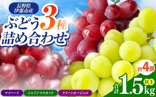 【長野県伊那市】信州伊那産ぶどう3種食べ比べセット(1.5kg以上)シャインマスカット クイーンルージュ(R) マイハート|ぶどう ぶどう詰合せ 葡萄 セット ぶどう食べ比べ 2種セット シャ