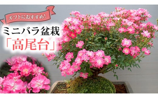 y錧}szʌ ~jo ~ u  v o ΂ KN Mtg 蕨 [BN014ci]