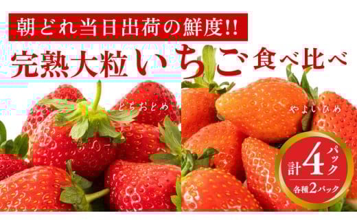 y錧}szn 悢Ђ E ƂƂ Hה 4pbN s\ 嗱 C`S   t[c ʕ [AF006ci]