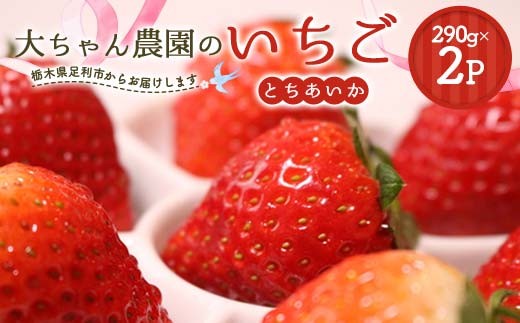 いちごの県フレッシュいちご 大ちゃん農園のいちご(とちあいか)290g×2