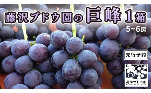 藤澤ブドウ園 】 自慢 の 巨峰 約2kg 2026年産 先行予約 ぶどう 葡萄