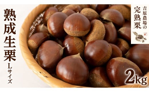 栗12kg ※取引中 栗きんとん 6入 「カーボンオフセット商品」 - 恵那栗工房 良平堂【公式】