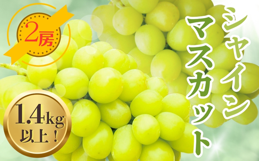 【大阪府河内長野市】シャインマスカット 2房 1.4kg以上 中村オリジナルぶどう園 ※発送前のご連絡についてご注意下さい 葡萄 ブドウ グレープ フルーツ 果物 くだもの 果汁 ジューシー 産地
