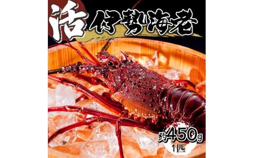 y{茧ԎszHRISI-45 ys\z ʌ聄{茧ԎYɐGri450gjyHouryoumaruz