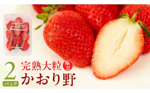 y錧szy 2026N1{Jn z n  260g×2P Y  C`S  ʕ t[c 錧Y KEK ʕ t[c [BC024sa]