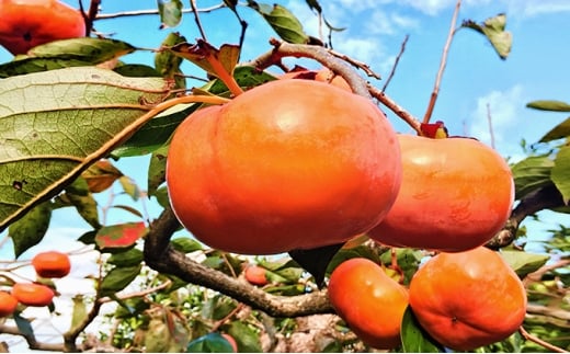 yÉXzBX̎Y`@ϔEi6j ʕ t[c H̖o fU[g  ԐH H n` p Mtg yY Ö Ȃ߂炩 ÉY XY