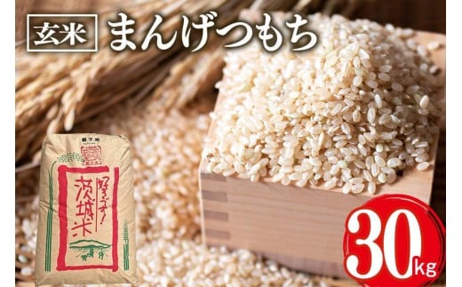 【茨城県石岡市】まんげつもち 玄米 30kg 岡田ファーム もち米 マンゲツモチ お米 もち 米 モチ 30キロ 国産 餅 こめ コメ 茨城県産 茨城 産直 産地直送 農家直送 おこわ 団子 餅米 玄米もち米