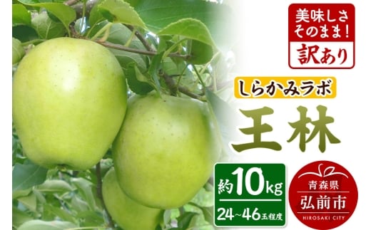 【青森県弘前市】【25年12月〜発送】りんご 王林【訳あり】10kg しらかみラボ