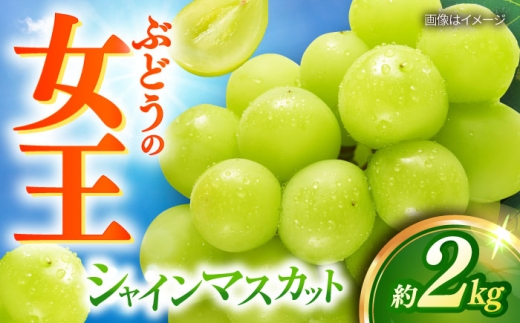 y茧呺szy2026N8{ȍ~Jnz VC}XJbg 3`4[ 2kg/}XJbg VC Ԃǂ /呺s/ނ疲t@[VV [ACAA481]