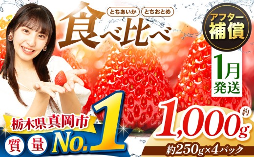 yȖ،^szy1z ƂƂ߁EƂ 1000g Hה Zbg |  C`S  Â lC {̂܂ Ȗ، ^s _ѐYb܍ő Xgx[