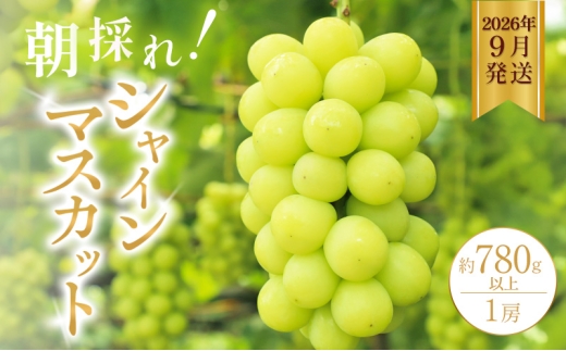 yɌszVC}XJbg 780gȏi1[ĵ Ԃǂ Zbg lߍ킹 Yn t[c Ɍ s